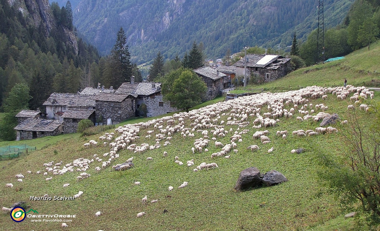 66 E in un presepio che si rispetti non possono mancare tante pecore. Ciao ciao Pagliari....JPG